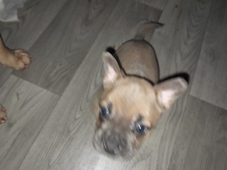 French bulldog x pups 