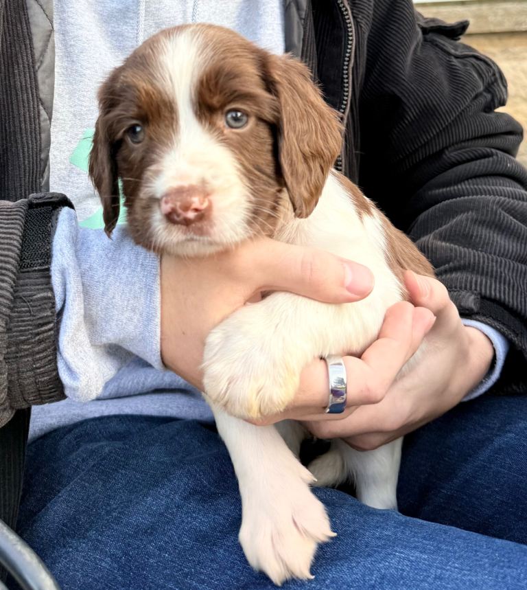 Stunning Springer Spaniel puppies