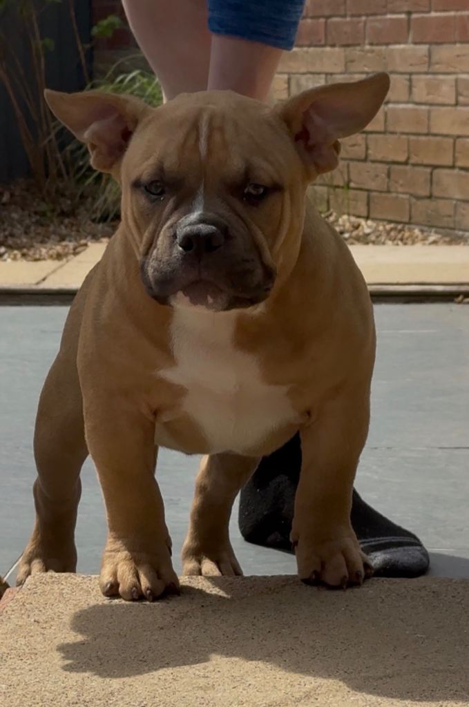 American bully Puppy 