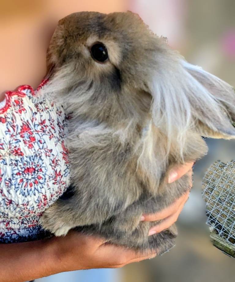 Beautiful Friendly Lionhead x Lop Baby Rabbits for Sale