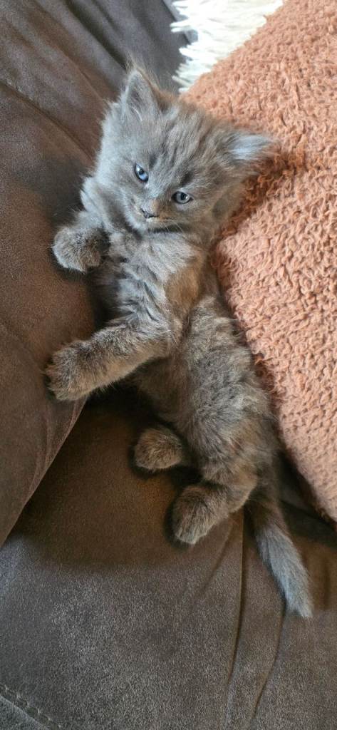 Adorable kittens for sale 