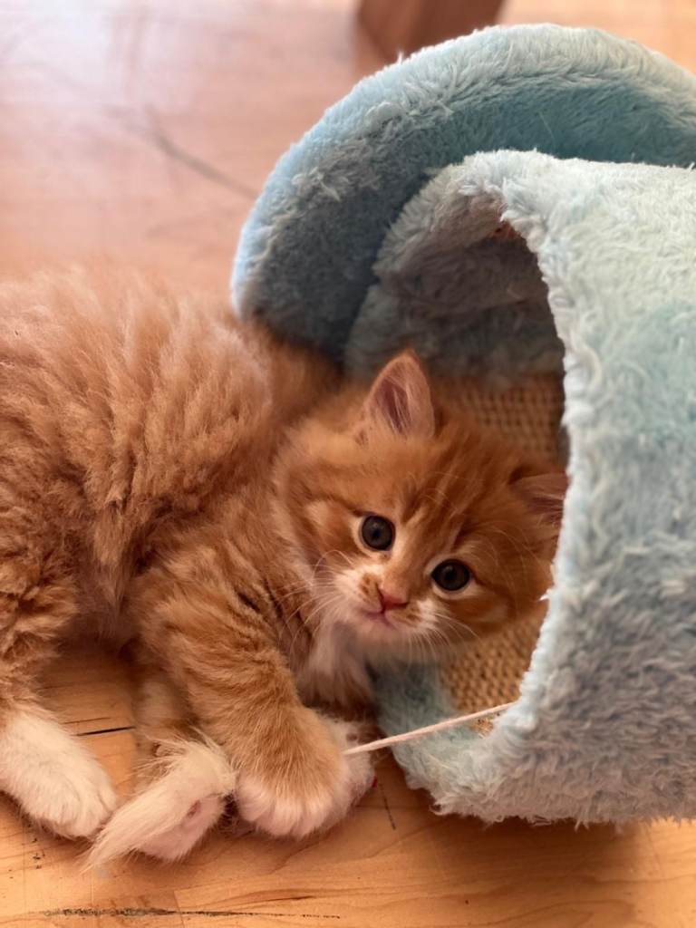 Kittens for sale in Teesside