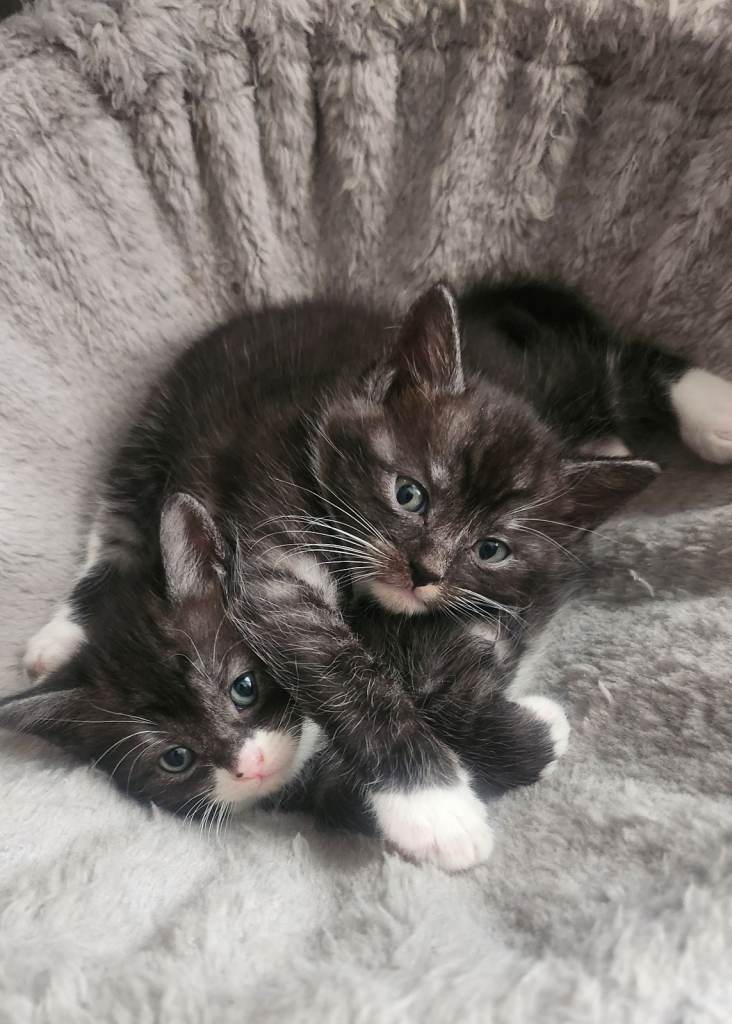 Half maincoon half domestic tom 