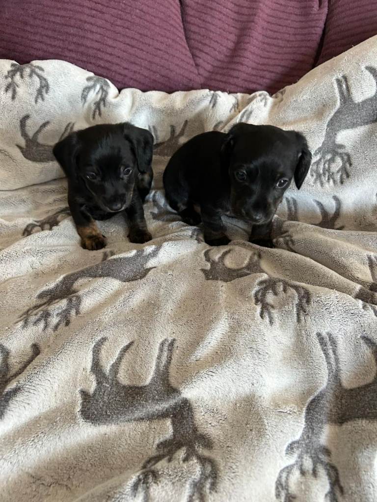 Doxie Chon puppies for sale