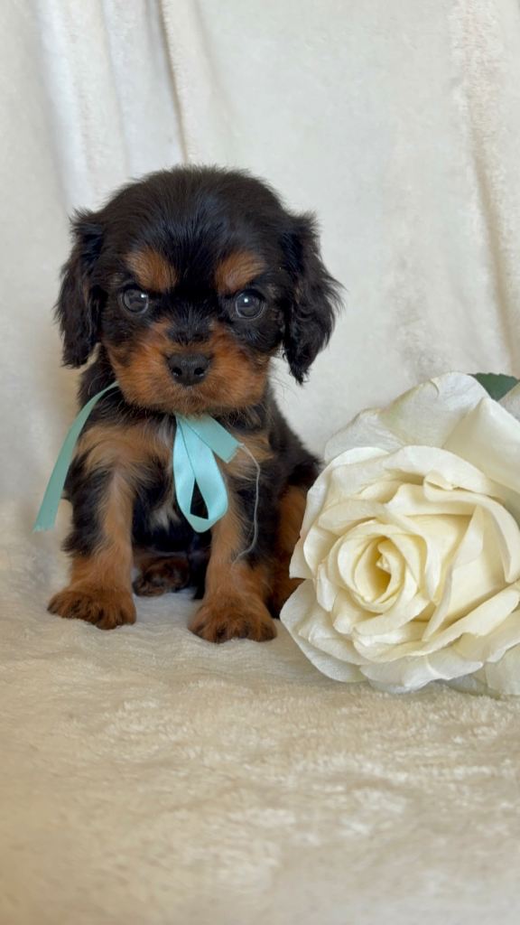 Beautiful Cavalier King Charles 💕