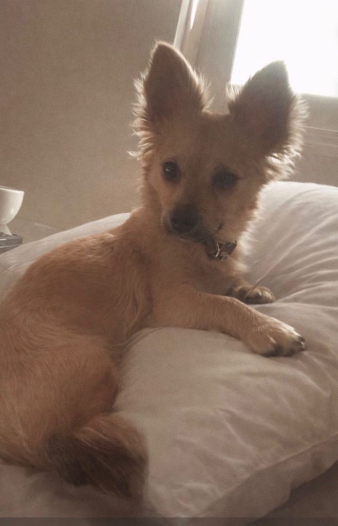 🐾 Beautiful Chihuahua Puppy – 5 Months Old – £500 🐾