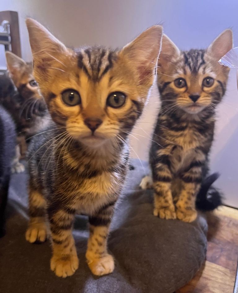 Half Bengal Kittens 