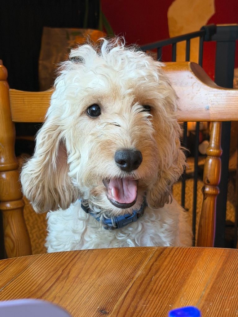 18 month old male intact cockapoo