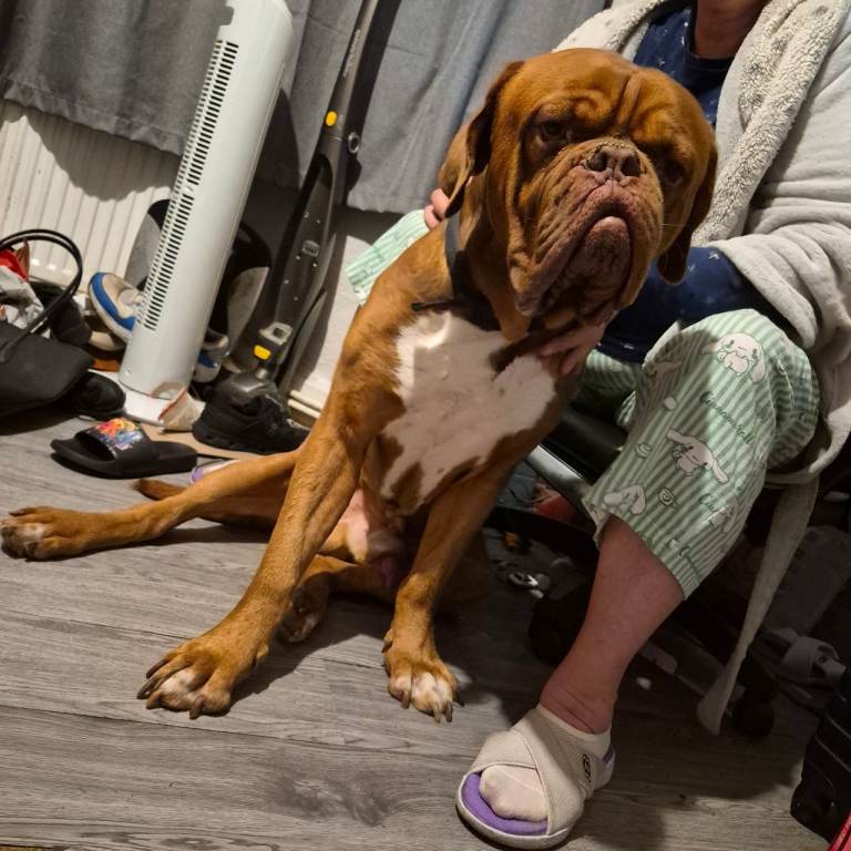 Mr franky 