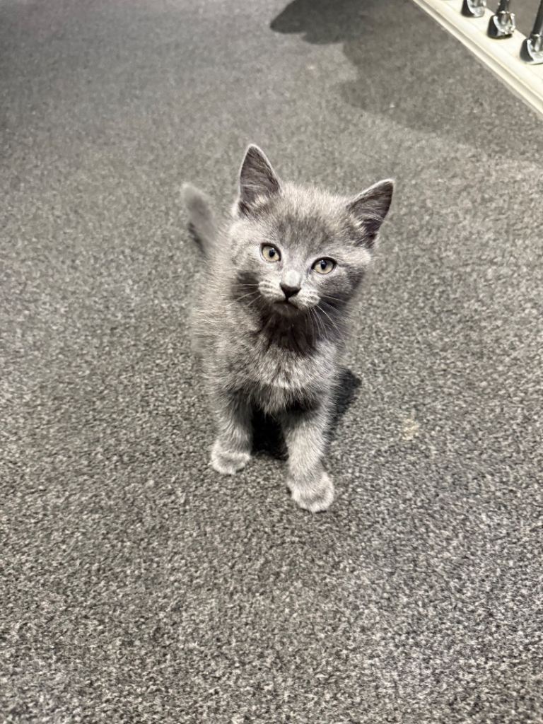 Three beautiful kittens looking for a forever loving home 