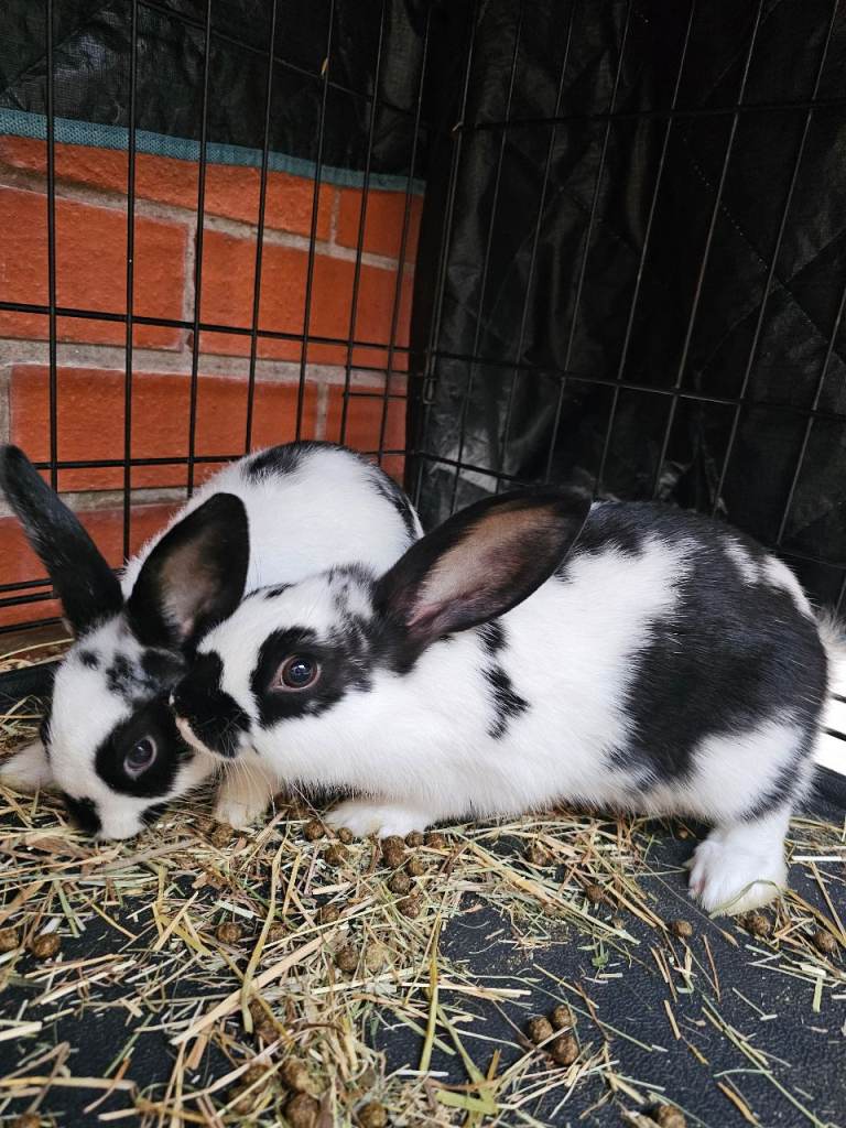 Rabbits 🐇