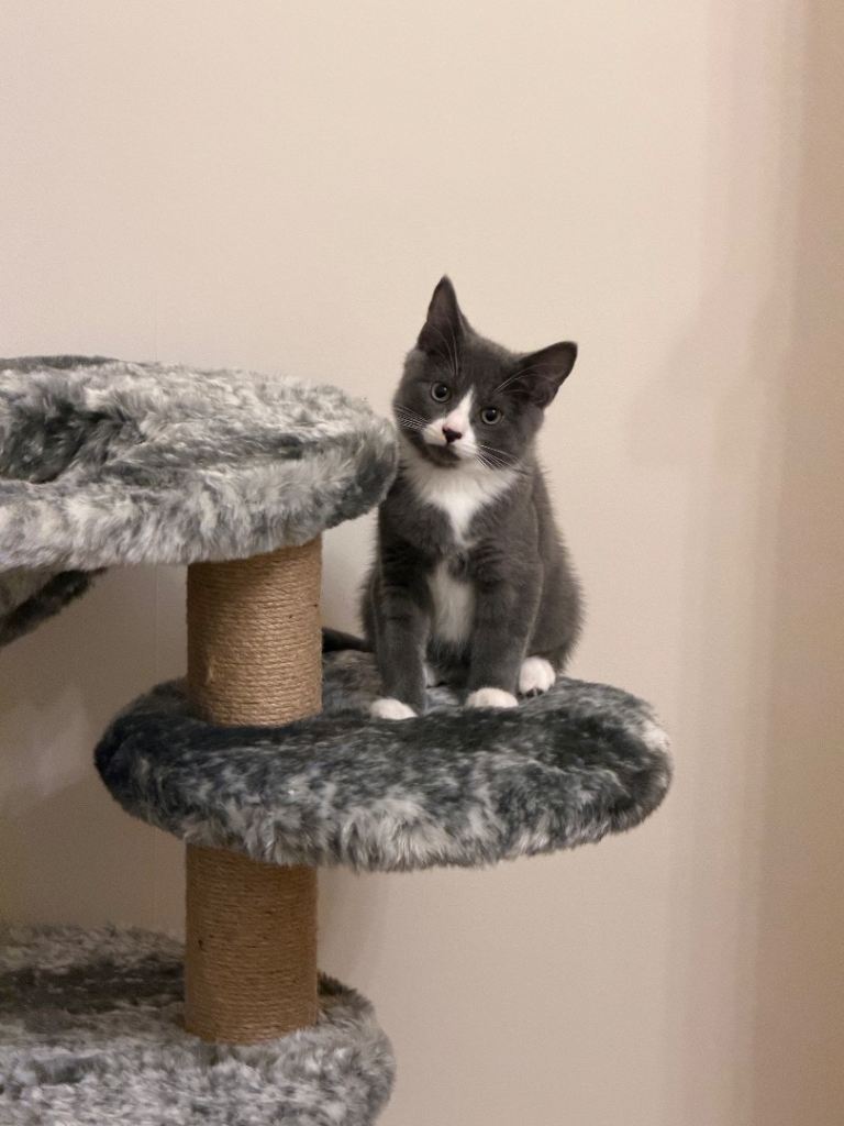 Kitten male 