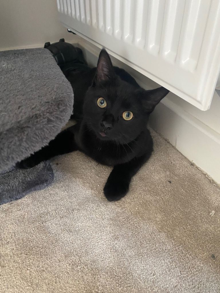 cat