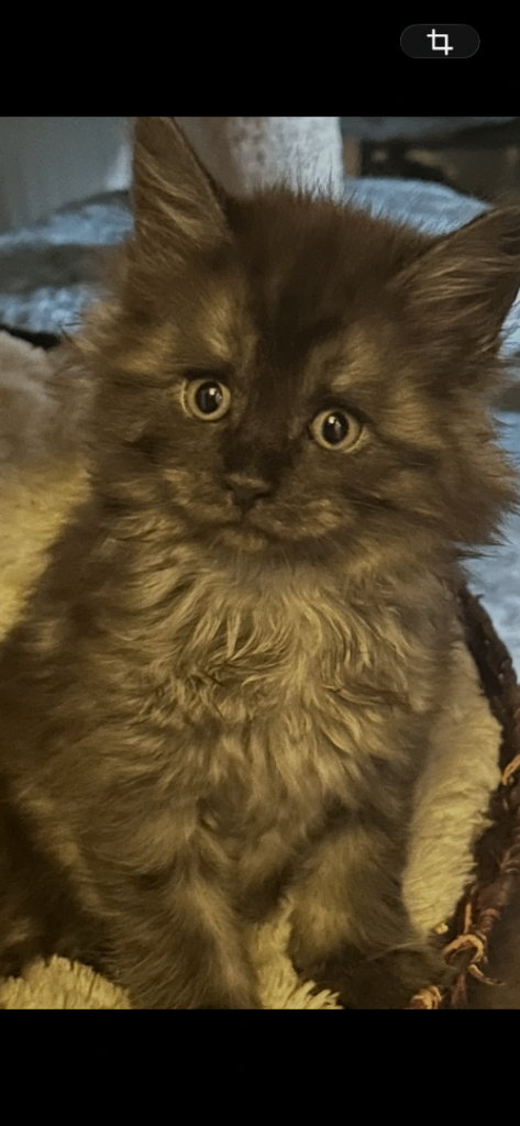 8 beautiful mainecoon kittens 