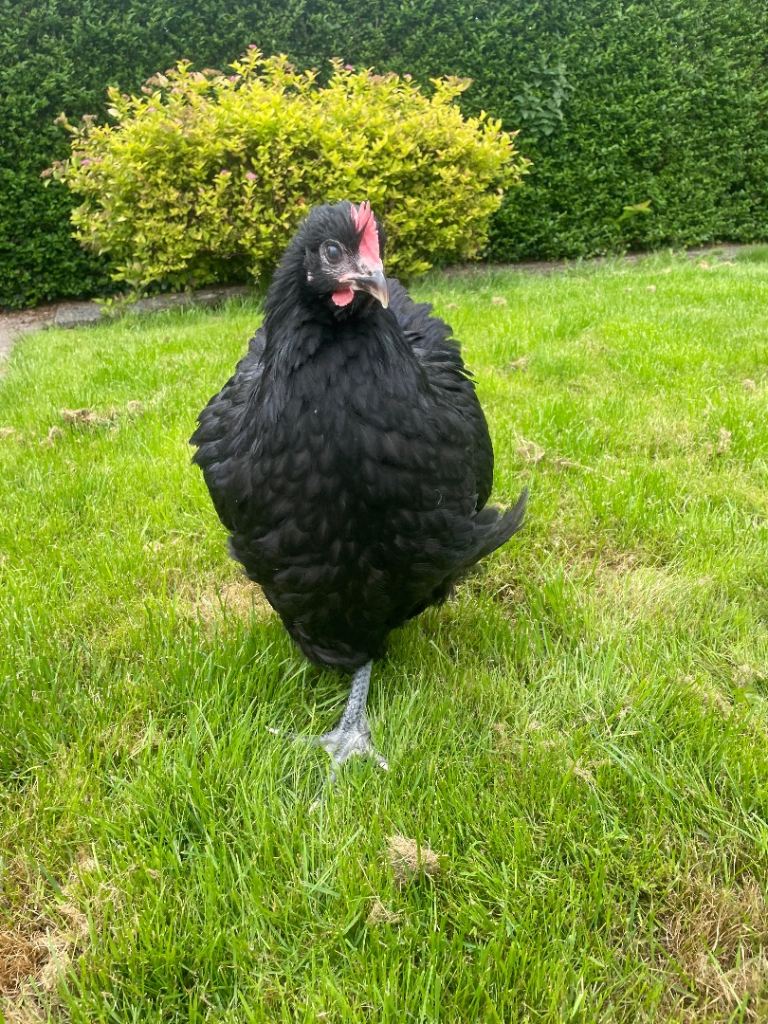 Black Orpington Rooster