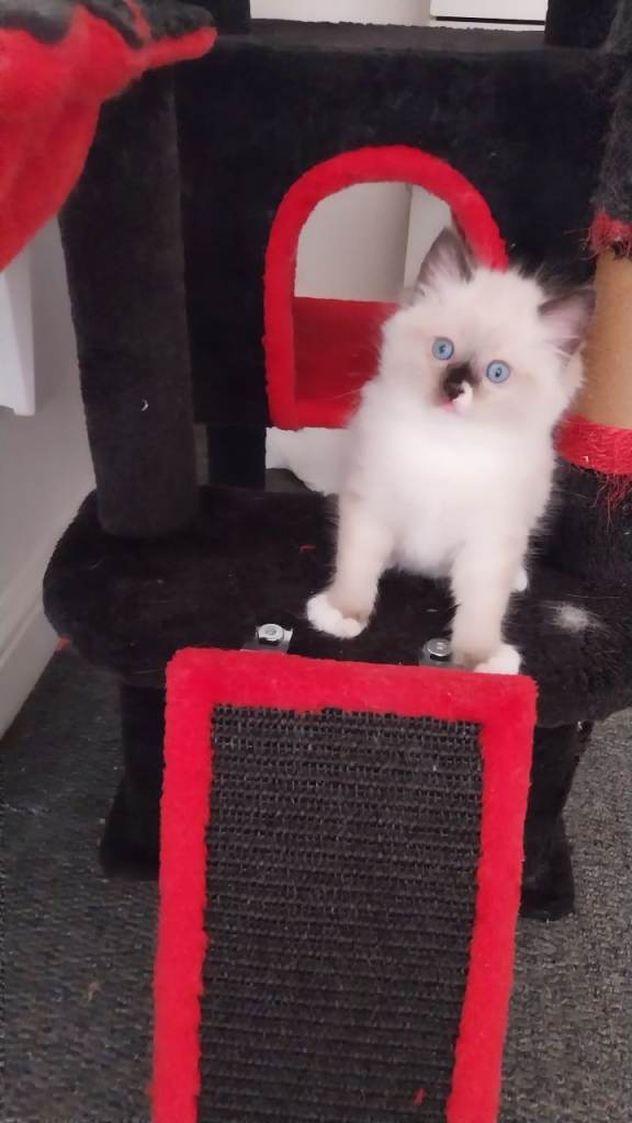 Adorable Rag Doll Lovely Little Girl 
