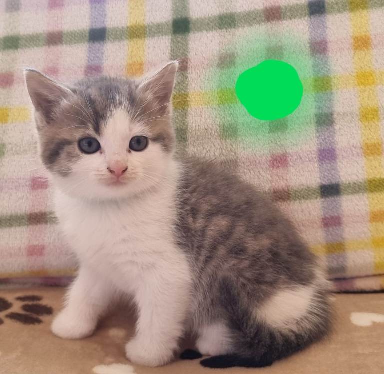 Fluffy kittens ready for new home 