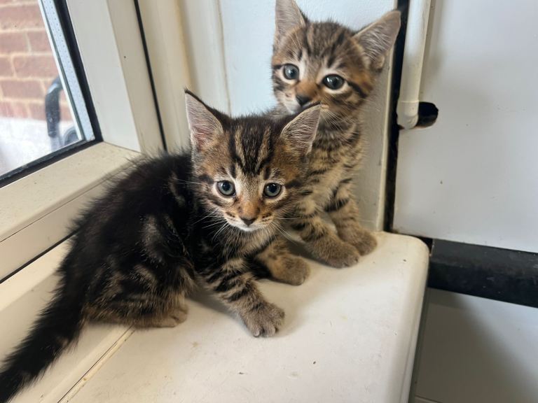 Kittens