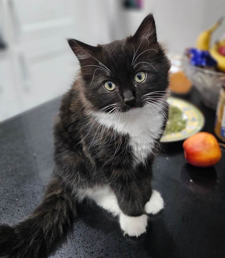 Beautiful girle,8 weeks old,brown, black and white coat, very friendly and love playing 