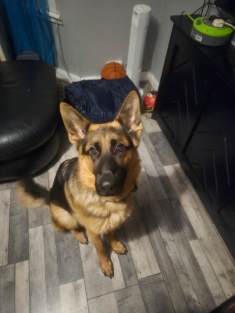 German Shepherd 
