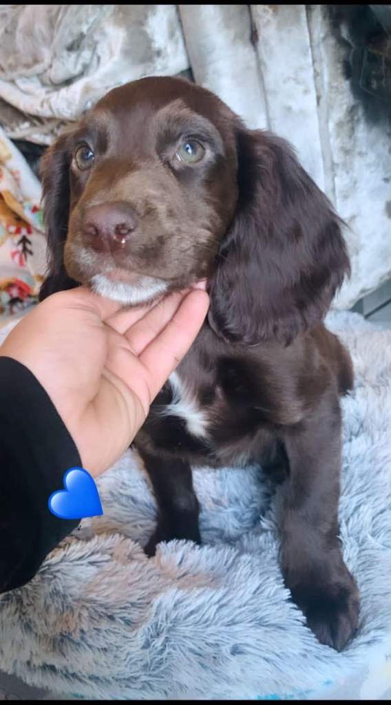 Last boy puppy sprocker spaniel 