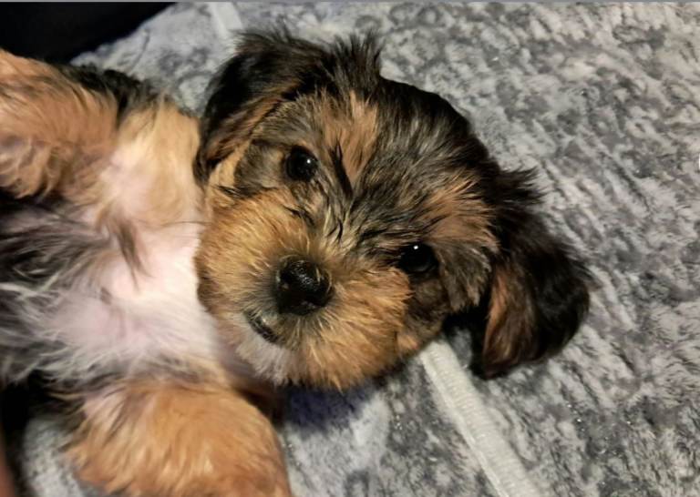 🐶 💖Pedigree Yorkshire Terrier Puppies💖 🐶