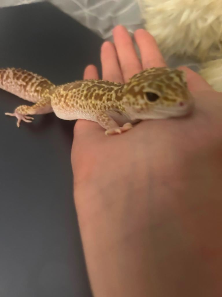Male Leopard Gecko with full set up