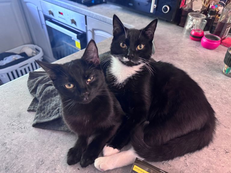 2 Male Cats