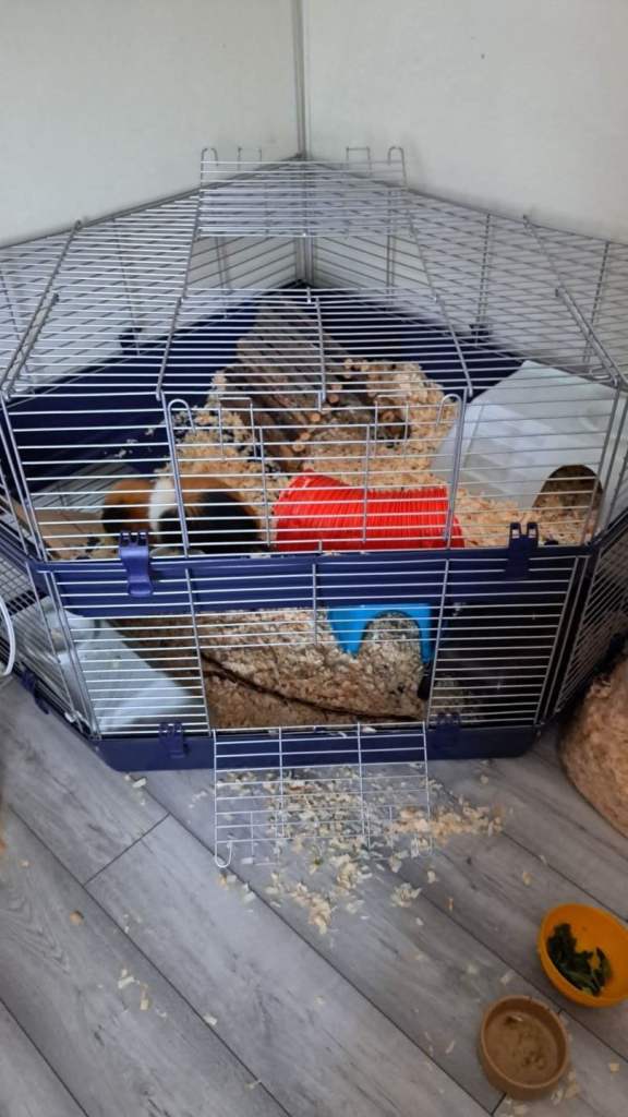 Large guinea pig house