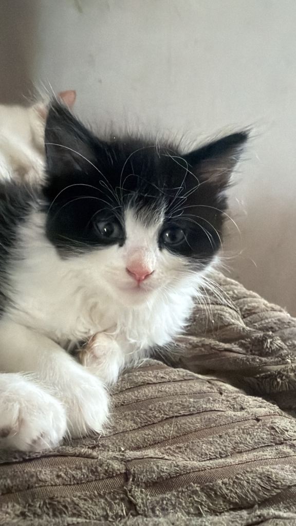 2 beautiful kittens looking for forever homes 