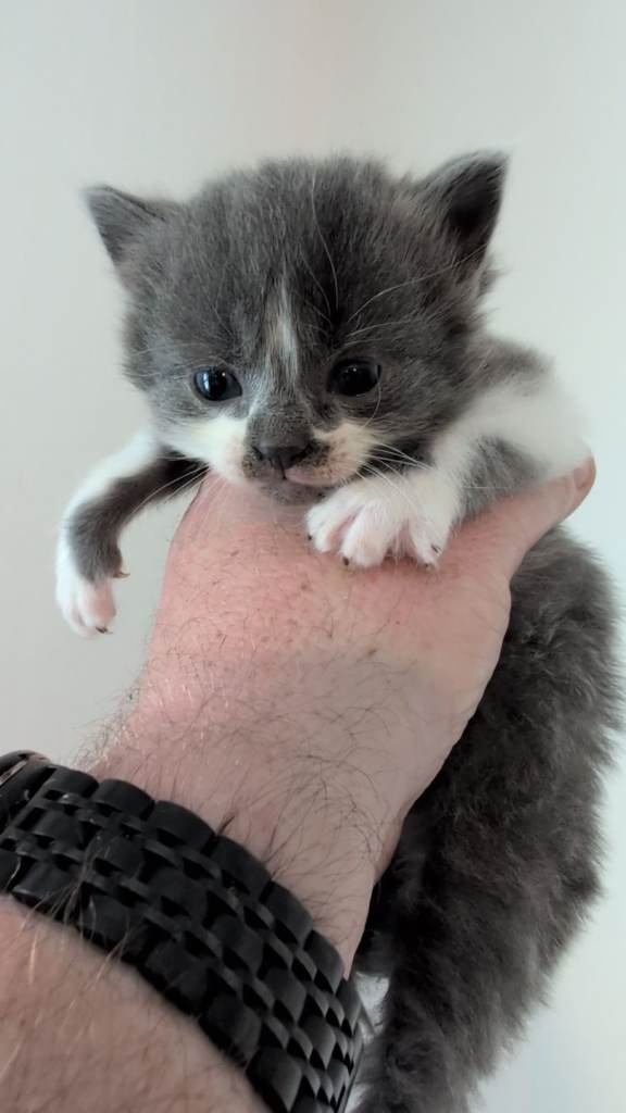 3 kittens ready to go 