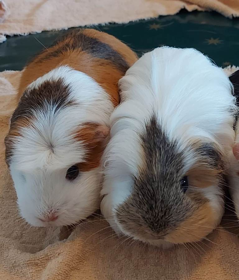 Ginger & Snowdrop - 2 Guinea Pigs for urgent rehome