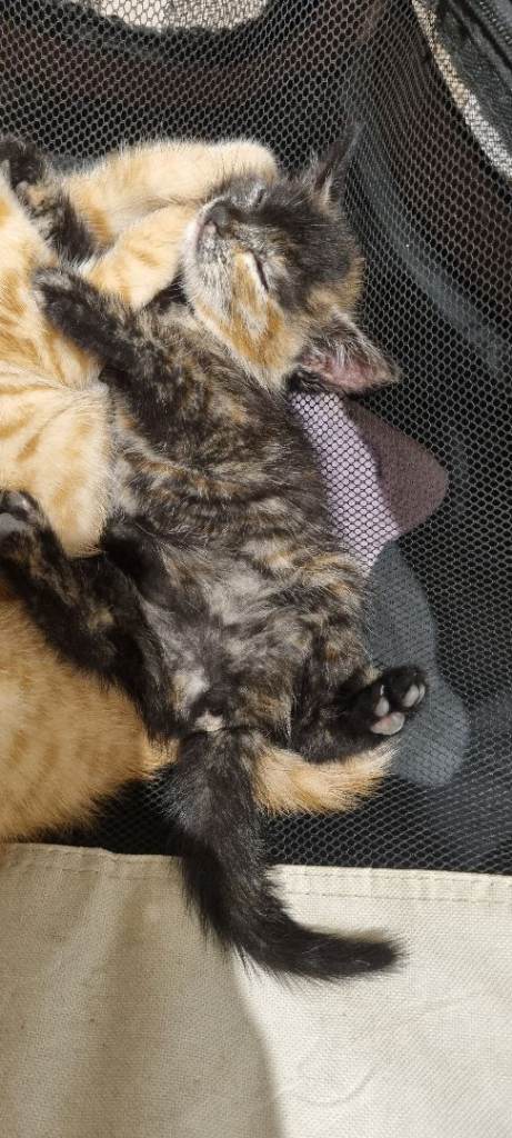 Adorable Tabby Kittens