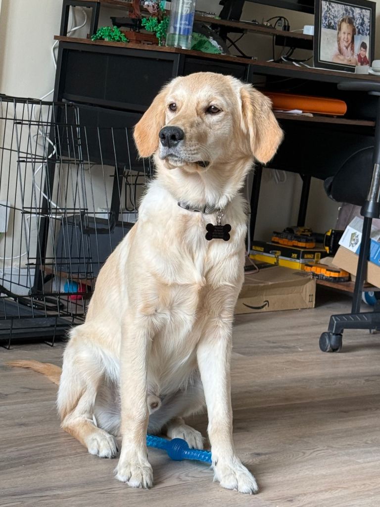 Golden retriever 
