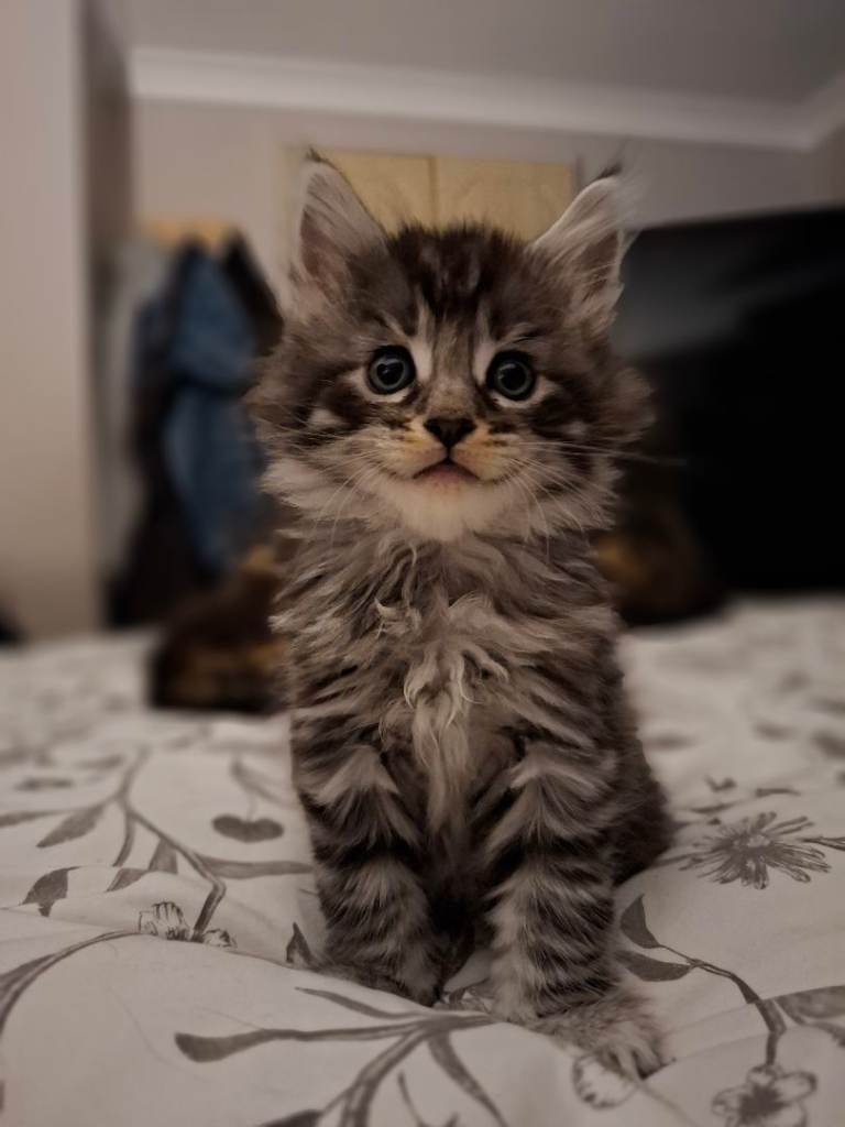 3x Stunning Maine coon kittens