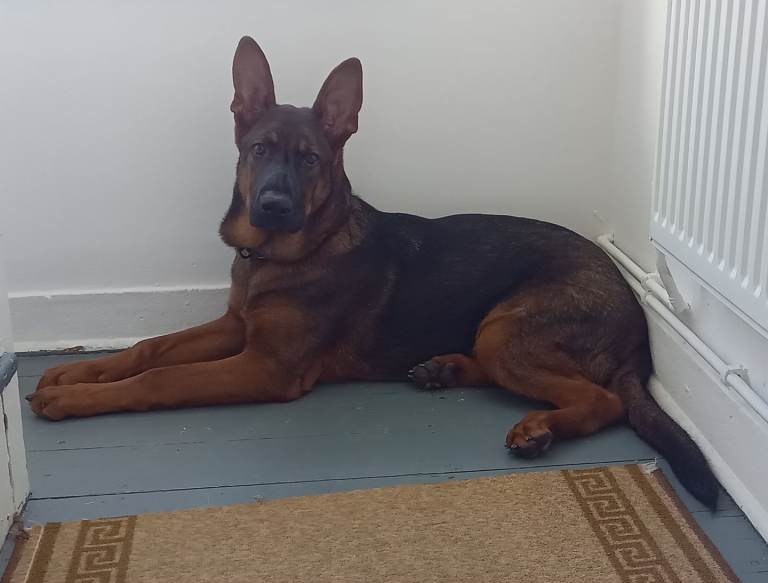 8 months German Shepherd boy