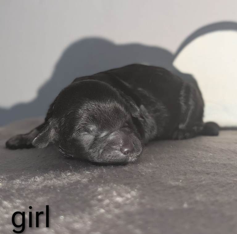 Rare Cavapoochon Puppies Home Raised PRA clea