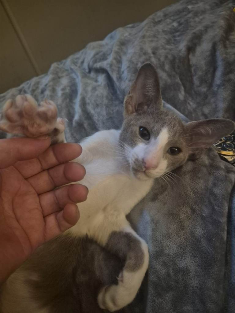 Pedigree Oriental kittens
