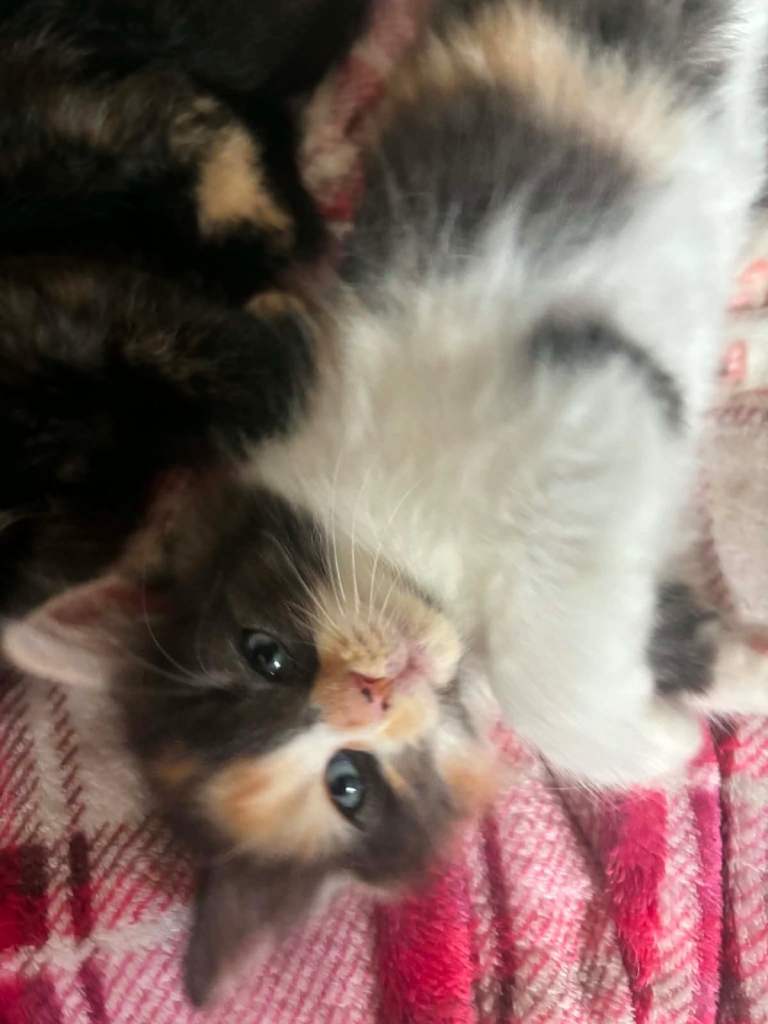 7 kittens for sale , different colours