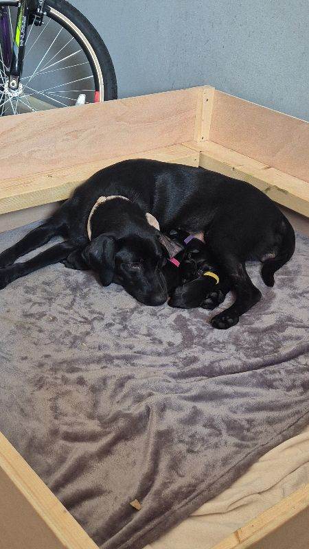 Beautiful black Labrador puppies 