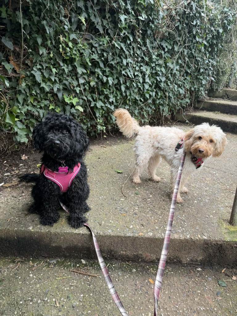 2 Cockerpoos