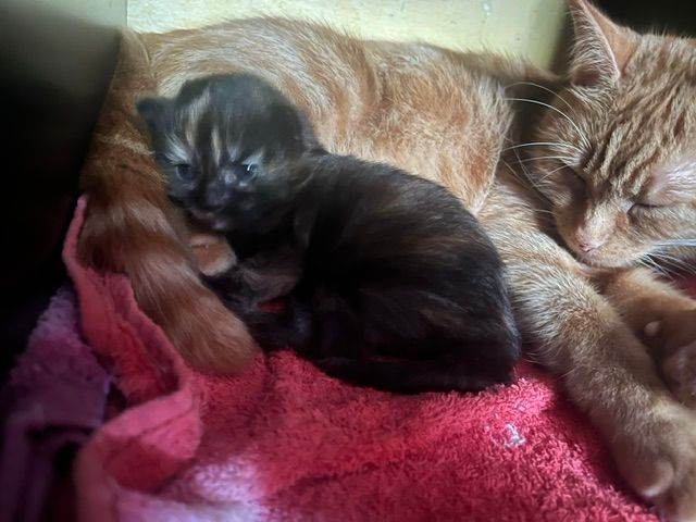 Kitten looking for loving home