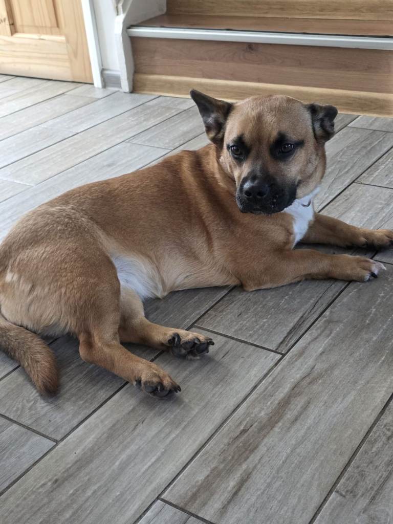 Dog
