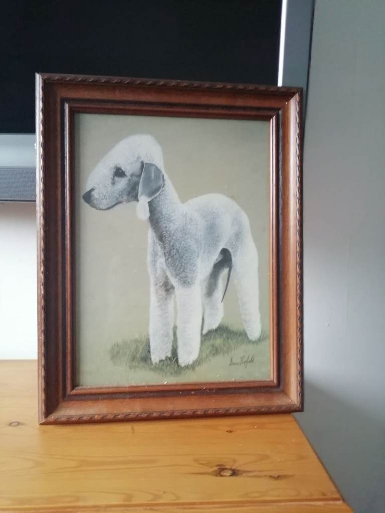 Bedlington Terrier Framed Picture