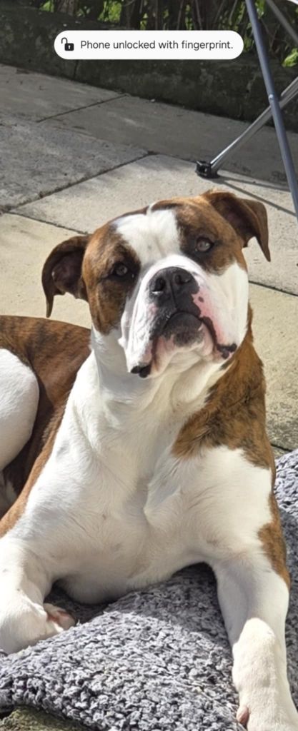 Alaphana blue blood bulldog