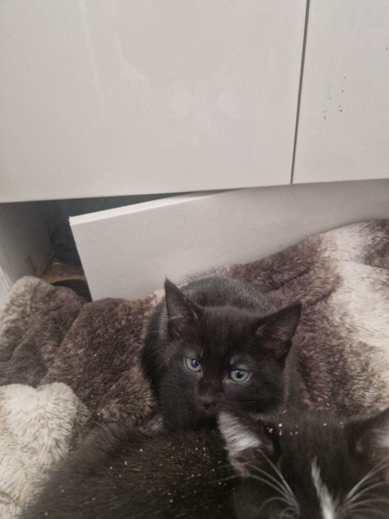 Kittens 10 weeks