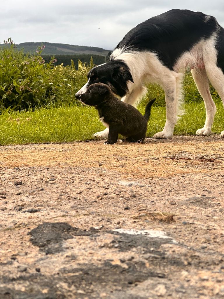 Stunning "Bull Collie" Puppies –border collie x Elite Johnson American Bulldog