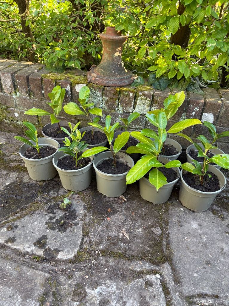 10 Cherry Laurel plants, suitable for hedging, £40. Chichester 