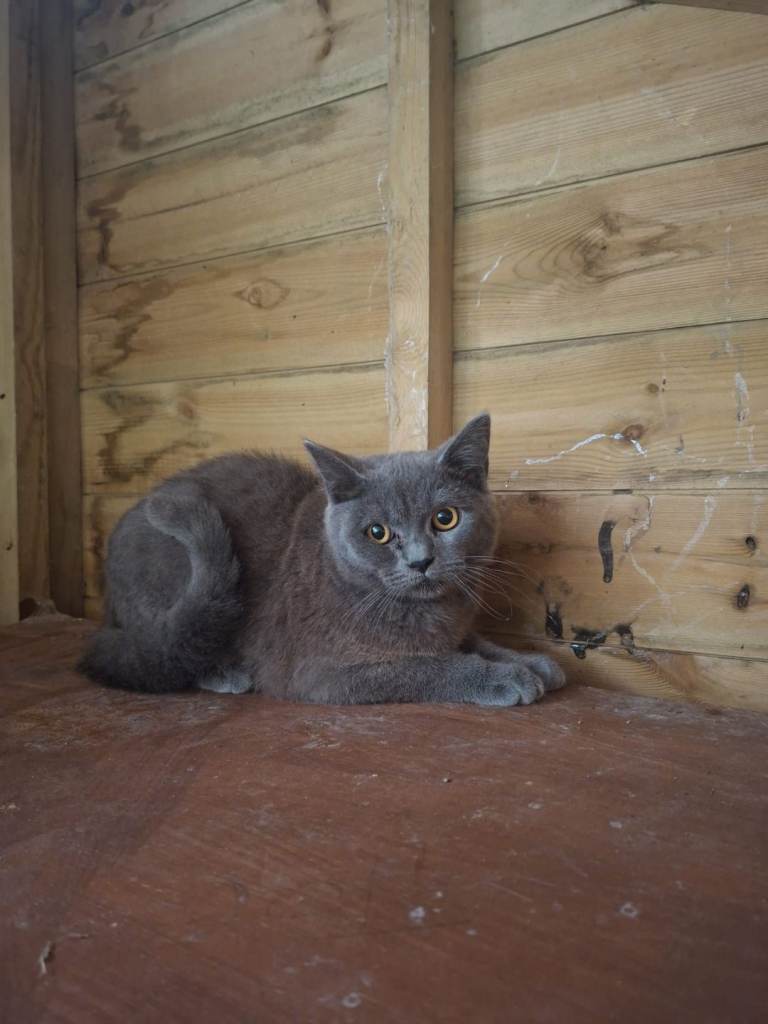 Beautiful British short hair X Ragdoll needs a five star indoor home 