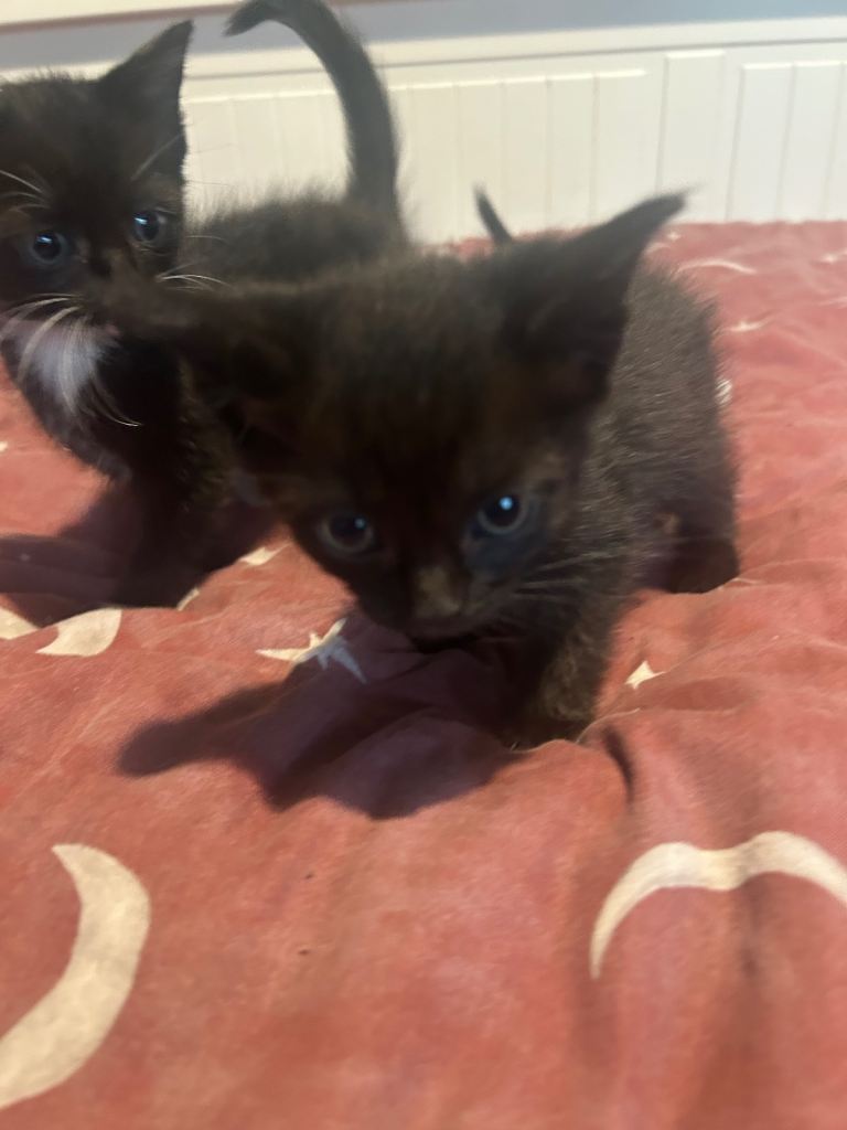 Ready Now!! 3 beautiful kittens 